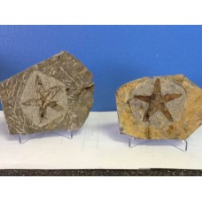 Star Fish Fossils - Extra Large